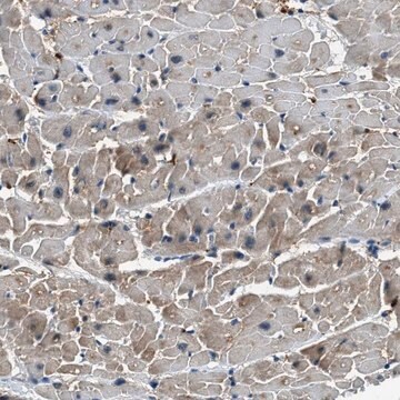 Anti-UNC45B antibody produced in rabbit Prestige Antibodies&#174; Powered by Atlas Antibodies, affinity isolated antibody, buffered aqueous glycerol solution