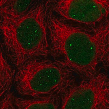 Anti-NHEJ1 antibody produced in rabbit Prestige Antibodies&#174; Powered by Atlas Antibodies, affinity isolated antibody