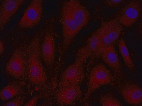 Anti-FNTB (276-290) antibody produced in rabbit IgG fraction of antiserum, buffered aqueous solution