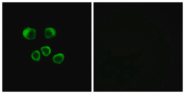 Anti-OR8U1 antibody produced in rabbit affinity isolated antibody