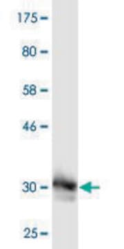 Monoclonal Anti-MED8 antibody produced in mouse clone 1E5, purified immunoglobulin, buffered aqueous solution