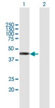 Anti-TSPY2 antibody produced in mouse purified immunoglobulin, buffered aqueous solution