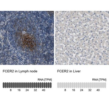 Anti-FCER2 antibody produced in rabbit Prestige Antibodies&#174; Powered by Atlas Antibodies, affinity isolated antibody, buffered aqueous glycerol solution