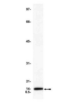 Anti-Cytochrome C Antibody, clone C-7 ascites fluid, clone C-7, Upstate&#174;