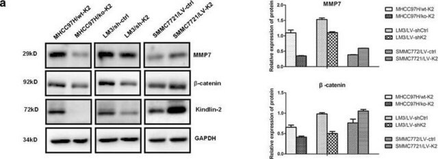 Anticorps anti-kindline, clone&nbsp;3A3 clone 3A3, from mouse