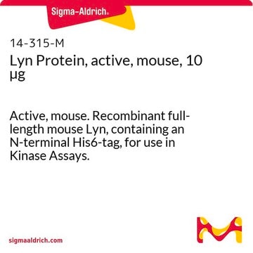 Lyn Protein, active, mouse, 10 &#181;g Active, mouse. Recombinant full-length mouse Lyn, containing an N-terminal His6-tag, for use in Kinase Assays.