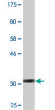 Monoclonal Anti-IP6K2 antibody produced in mouse clone 1C6, purified immunoglobulin, buffered aqueous solution