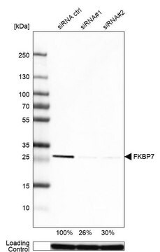 Anti-FKBP7 antibody produced in rabbit Prestige Antibodies&#174; Powered by Atlas Antibodies, affinity isolated antibody, buffered aqueous glycerol solution