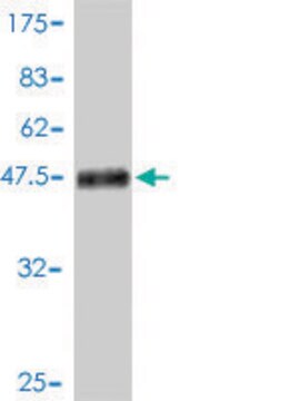 Monoclonal Anti-EPDR1 antibody produced in mouse clone 1C1, purified immunoglobulin, buffered aqueous solution