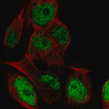 Anti-LRRC28 antibody produced in rabbit Prestige Antibodies&#174; Powered by Atlas Antibodies, affinity isolated antibody