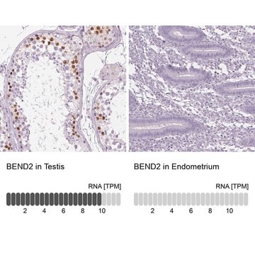 Anti-BEND2 antibody produced in rabbit Prestige Antibodies&#174; Powered by Atlas Antibodies, affinity isolated antibody, buffered aqueous glycerol solution