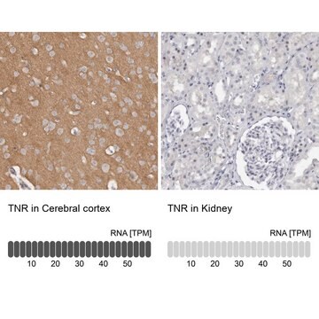 Anti-TNR antibody produced in rabbit Prestige Antibodies&#174; Powered by Atlas Antibodies, affinity isolated antibody, buffered aqueous glycerol solution, Ab2