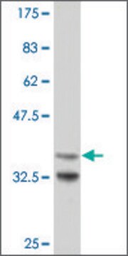 Monoclonal Anti-ARX antibody produced in mouse clone 2A7, purified immunoglobulin, buffered aqueous solution