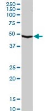 Anti-SERPINA10 antibody produced in rabbit purified immunoglobulin, buffered aqueous solution