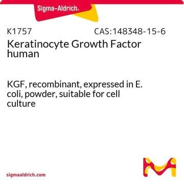 Facteur de croissance des kératinocytes human KGF, recombinant, expressed in E. coli, powder, suitable for cell culture