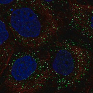 Anti-PPP1R11 antibody produced in rabbit Prestige Antibodies&#174; Powered by Atlas Antibodies, affinity isolated antibody