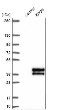 Anti-KIF25 antibody produced in rabbit Prestige Antibodies&#174; Powered by Atlas Antibodies, affinity isolated antibody, buffered aqueous glycerol solution