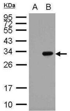 Monoclonal Anti-GST tag antibody produced in mouse clone 3G10, affinity isolated antibody