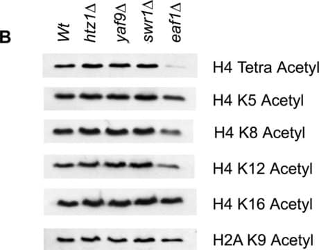 Anti-acetyl-Histone H2A (Lys9) Antibody serum, Upstate&#174;