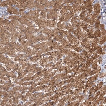 Anti-CNTLN antibody produced in rabbit Prestige Antibodies&#174; Powered by Atlas Antibodies, affinity isolated antibody, buffered aqueous glycerol solution