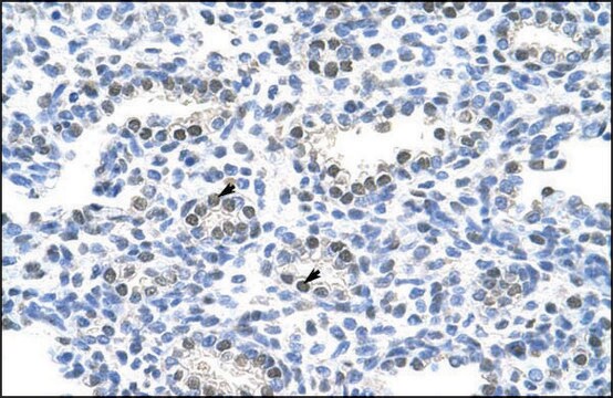 Anti-PAIP1 antibody produced in rabbit IgG fraction of antiserum