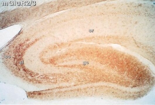 Anti-metabotroper Glutamatrezeptor 2/3-Antikörper Chemicon&#174;, from rabbit