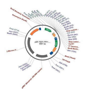 PSF-TEFI-TPI1-BLAST - BLASTICIDIN RESISTANT YEAST VECTOR plasmid vector for molecular cloning