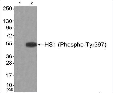 Anti-phospho-HS1 (pTyr397) antibody produced in rabbit affinity isolated antibody