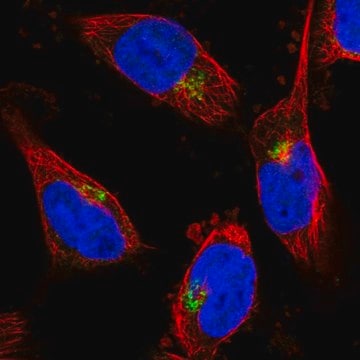 Anti-CYB5R2 antibody produced in rabbit Prestige Antibodies&#174; Powered by Atlas Antibodies, affinity isolated antibody, buffered aqueous glycerol solution