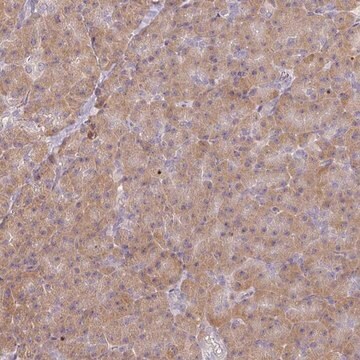 Anti-MED19 antibody produced in rabbit Prestige Antibodies&#174; Powered by Atlas Antibodies, affinity isolated antibody, buffered aqueous glycerol solution