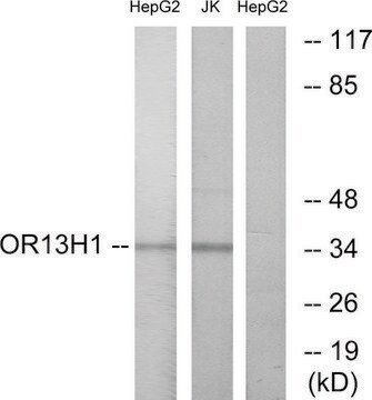 Anti-OR13H1 antibody produced in rabbit affinity isolated antibody