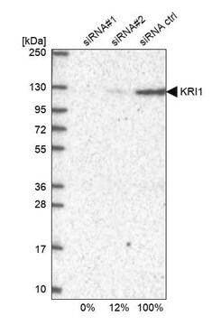 Anti-KRI1 antibody produced in rabbit Prestige Antibodies&#174; Powered by Atlas Antibodies, affinity isolated antibody, buffered aqueous glycerol solution