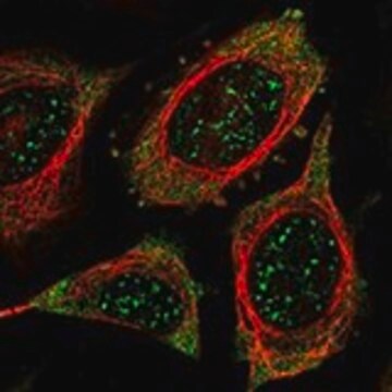 Anti-PSKH1 antibody produced in rabbit Prestige Antibodies&#174; Powered by Atlas Antibodies, affinity isolated antibody, buffered aqueous glycerol solution