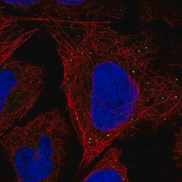 Anti-Slitrk5 Antibody Produced In Rabbit Prestige Antibodies&#174; Powered by Atlas Antibodies, affinity isolated antibody, buffered aqueous glycerol solution