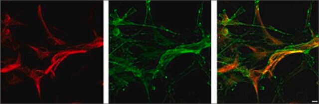 Anti-MLC1 antibody produced in rabbit affinity isolated antibody