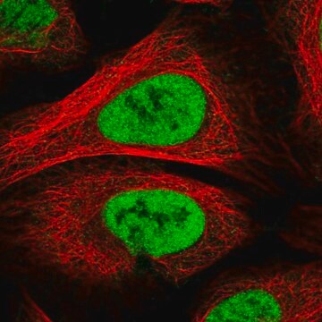 Anti-PAPOLG antibody produced in rabbit Prestige Antibodies&#174; Powered by Atlas Antibodies, affinity isolated antibody