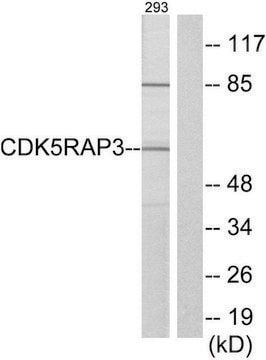 Anti-CDK5RAP3 antibody produced in rabbit affinity isolated antibody