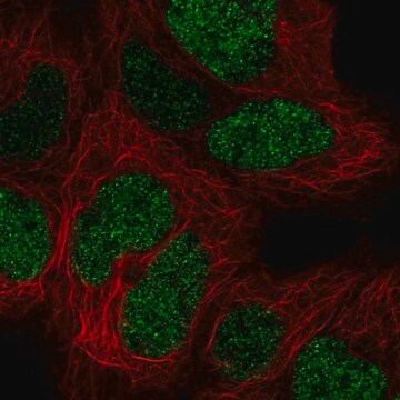 Anti-CTR9 antibody produced in rabbit Prestige Antibodies&#174; Powered by Atlas Antibodies, affinity isolated antibody