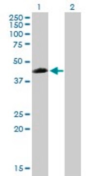 Anti-ZNF200 antibody produced in mouse purified immunoglobulin, buffered aqueous solution