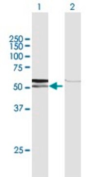 Anti-AMY1C antibody produced in rabbit purified immunoglobulin, buffered aqueous solution