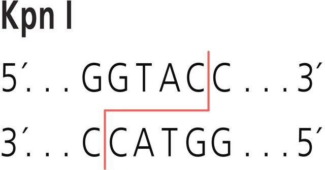 Kpn I from Klebsiella pneumoniae Restriction Enzyme