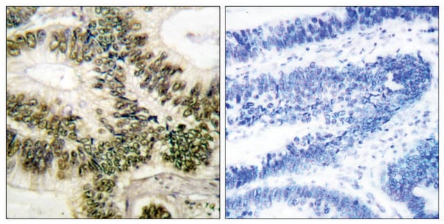 Anti-Cyclin E1 antibody produced in rabbit affinity isolated antibody