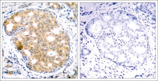 Anti-GSK3B (Ab-9) antibody produced in rabbit affinity isolated antibody