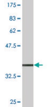 Monoclonal Anti-TCEAL1 antibody produced in mouse clone 2B5, purified immunoglobulin, buffered aqueous solution