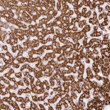 Anti-CCDC30 antibody produced in rabbit Prestige Antibodies&#174; Powered by Atlas Antibodies, affinity isolated antibody, buffered aqueous glycerol solution