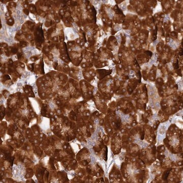 Anti-P3H3 antibody produced in rabbit Prestige Antibodies&#174; Powered by Atlas Antibodies, affinity isolated antibody, buffered aqueous glycerol solution