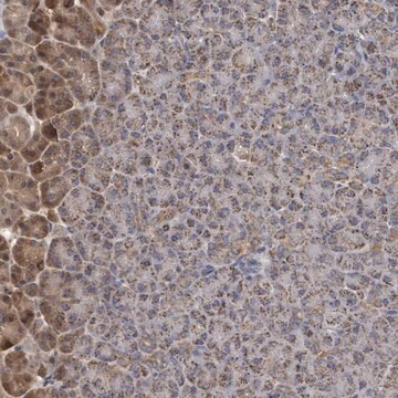 Anti-MTMR12 antibody produced in rabbit Prestige Antibodies&#174; Powered by Atlas Antibodies, affinity isolated antibody, buffered aqueous glycerol solution