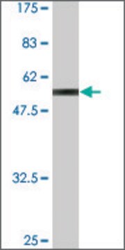 Monoclonal Anti-ZNF511, (C-terminal) antibody produced in mouse clone 3C10-1A3, ascites fluid