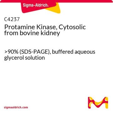 Protamine Kinase, Cytosolic from bovine kidney &gt;90% (SDS-PAGE), buffered aqueous glycerol solution