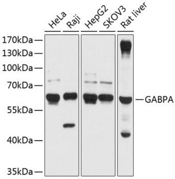 Anti-GABPA antibody produced in rabbit